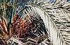 Datlova palma.
Date palm.