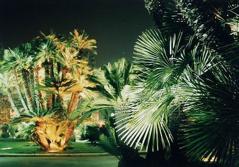 
Plam trees in Cannes.

