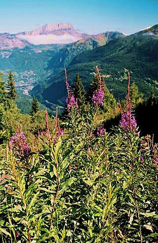 
Alps' flowers.
