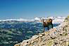 
Horska koza.
Mountain goat.
