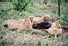 Levia hostina. Nezabudnutelny pohlad.
Lions (Panthera Leo). Unforgettable experience.
