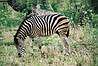 Zebra. Nie je krasna?
Burchell's zebra - Equus burchellii. 