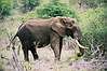 Slon africky, druhy z velkej 5-ky.
African Elephant - Loxodonta africana. Second of Big Five.