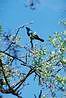 Modrasek zltoocko.
Yelloweye bluebird :-)