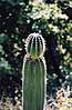 Znova kaktus.
Cactus. Again :-)