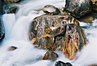 
Malebny kamen v rieke.
Colorful rock in the river.

