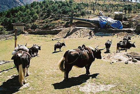 
Yaks can't get enough of the look at the crashed helicopter.
