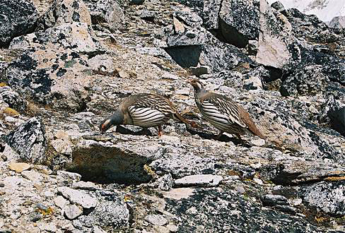 
It is a magic that these large birds can survive in 5500 m altitude.
