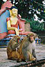 
Opice v opicom chrame. Swayambunath, Kathmandu.
Monkeys in Monkey temple. Swayambunath, Kathmandu.
