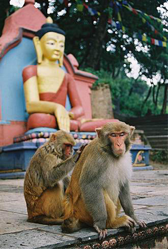 
Monkeys in Monkey temple. Swayambunath, Kathmandu.
