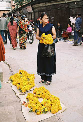
French marigold is the most used decoration flower in Nepal.

