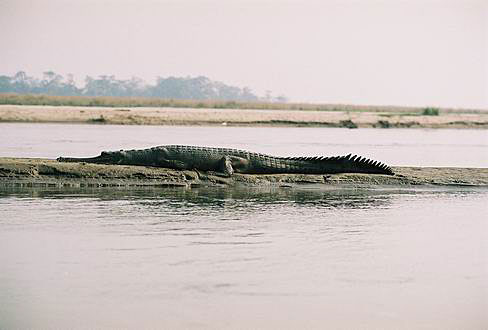 
Crocodile Gharial. Chitwan NP.
