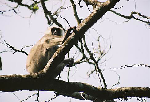 
Langur monkey, Royal Chitwan National Park.
