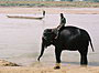 
Kupanie slona. Alebo so slonom?
Elephant bathing. Or bathing with an elephant?

