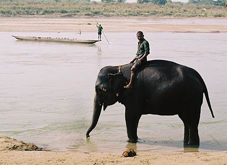 
Elephant bathing. Or bathing with an elephant?
