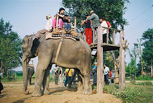 
Elephant ride, entering platform.
