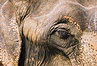 
Slonik, nadherne zviera.
Elephant, beautiful creature.
