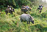 
Nosorozec, obklopeny zvedavymi pozorovatelmi.
Rhino, surrounded by watchers.
