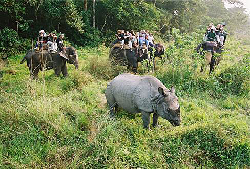 
Rhino, surrounded by watchers.

