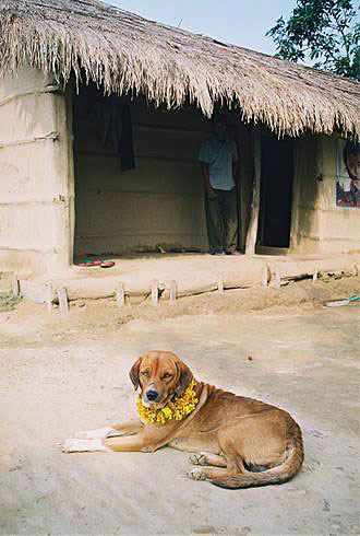 
Second day of Tihar (Diwali) festival. Today is a dog's day.
