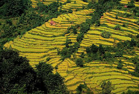 
A day in the rice life. Terraces near Pokhara.
