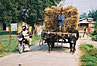 
Ujo usmernuje byvolky, aby ryzu doviezli pekne domov.
The man carries rice from field to home.
