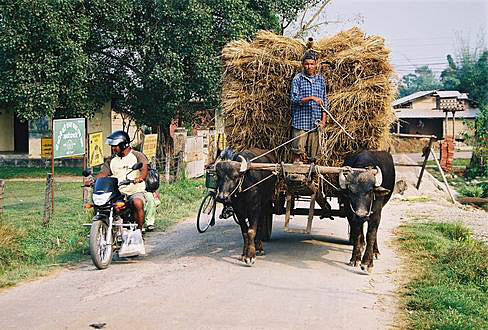 
The man carries rice from field to home.
