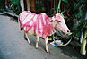 
Dnes ma sviatok kravicka (3. den festivalu Diwali).
Today is a cow's day (3rd day of Diwali festival).
