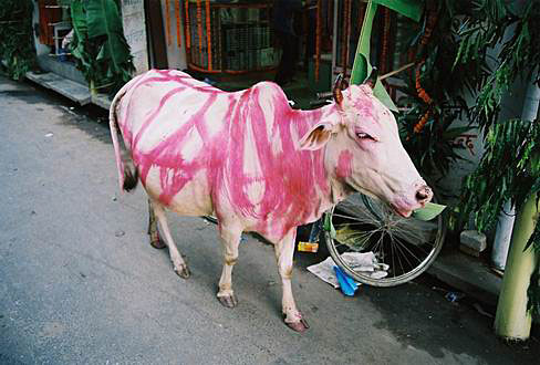 
Today is a cow's day (3rd day of Diwali festival).
