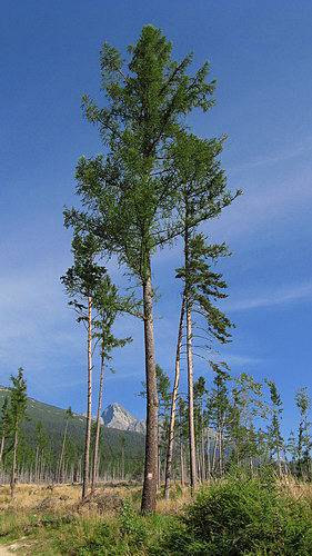 
After the storm, Lomnicky Peak in the back.
