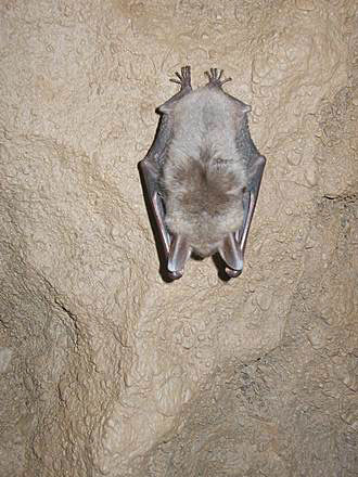 
Dead Bats Cave. This one is alive.
