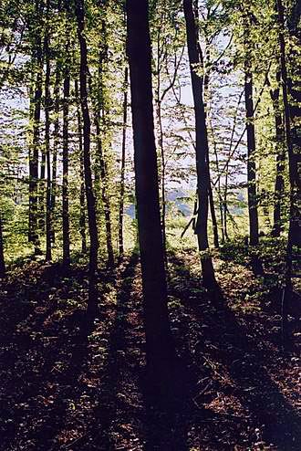 
Little Catpathian mountains.
