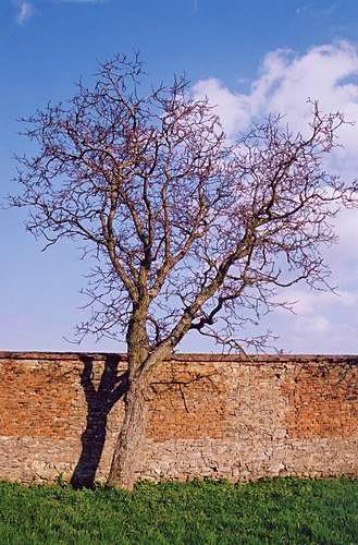 
Near Cerveny kamen Castle.
