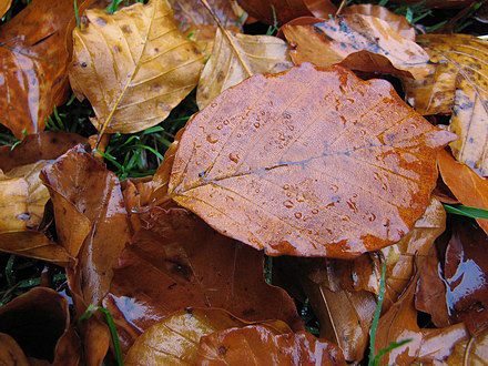 
Colorful autumn.
