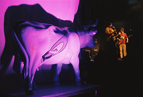 
Cow watching the concert.
