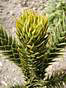 
Kaktusovec arboretovy.
Cactus domesticus.
