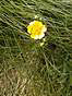 
Zltasek strateny.
Yellowlost flower.
