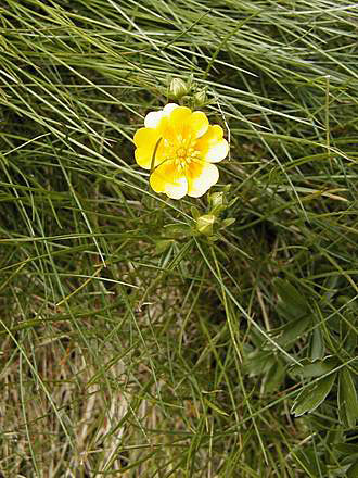 
Yellowlost flower.
