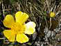 
Zltasek najdeny.
Yellowfound flower.
