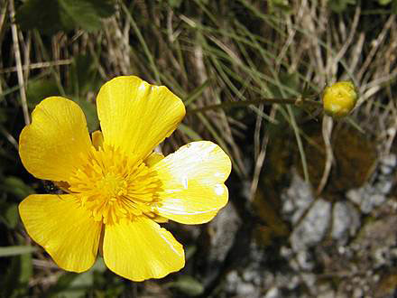 
Yellowfound flower.
