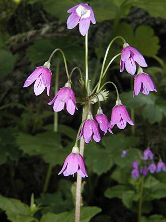 
Violet flower.
