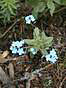 
Modracik zriedkavy.
Blue rareflower.
