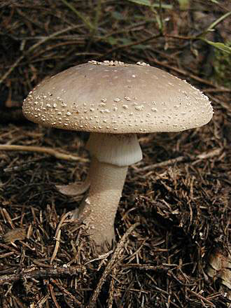 
Mushroom.

