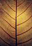 Priesvitnik odhaleny.
Cleartree leaf.