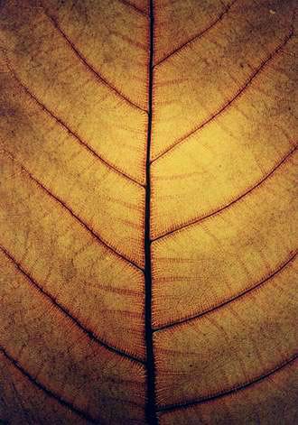 
Cleartree leaf.
