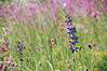 
Modrasek obklopeny.
Violet captured flowered.
