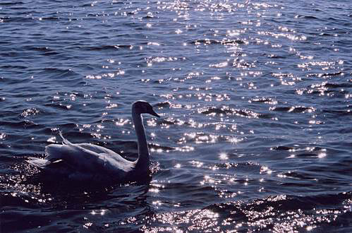 
Swan.
