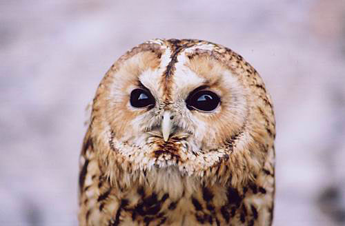 
Owl.
