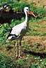 
Bocian biely.
White stork.
