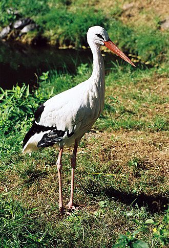 
White stork.
